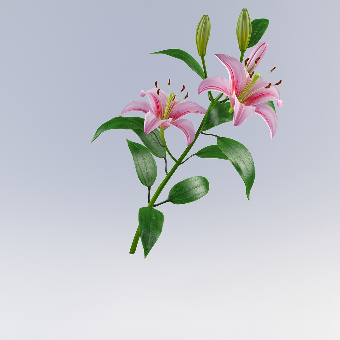 3d lily petal leaf model https://p.turbosquid.com/ts-thumb/4l/E3N72y/0sOxWPpj/lily/jpg/1331476510/1920x1080/turn_fit_q99/062a8be1f7b5682574e3b8b071d0a8199f54cdaa/lily-1.jpg