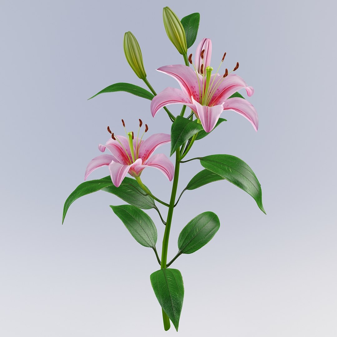 3d lily petal leaf model https://p.turbosquid.com/ts-thumb/4l/E3N72y/6wQHFhIA/lily6_5/jpg/1331479167/1920x1080/fit_q87/bf471811aefc75bd2893a4ffb20da1048da91439/lily6_5.jpg