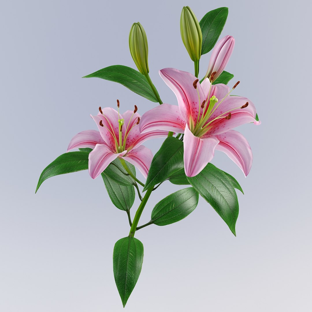3d lily petal leaf model https://p.turbosquid.com/ts-thumb/4l/E3N72y/JVMeKx0T/lily6_6/jpg/1331479167/1920x1080/fit_q87/48fffdce813f00b519a82cd1038baf02972f9f4e/lily6_6.jpg