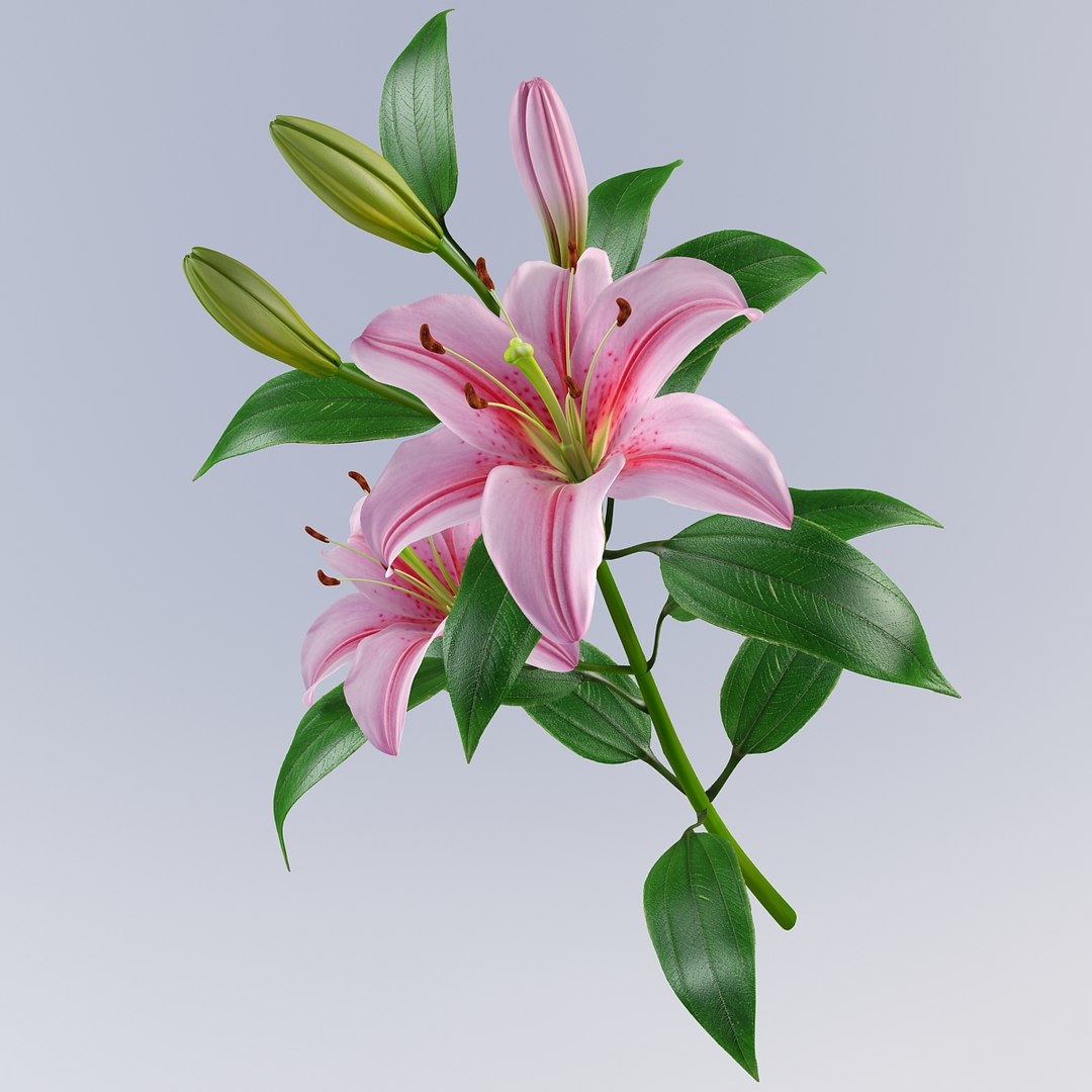 3d lily petal leaf model https://p.turbosquid.com/ts-thumb/4l/E3N72y/K7tY4KPp/lily6_3/jpg/1331479167/1920x1080/fit_q87/255eff5e90e534183361f70e7e897cc4ac41c55f/lily6_3.jpg