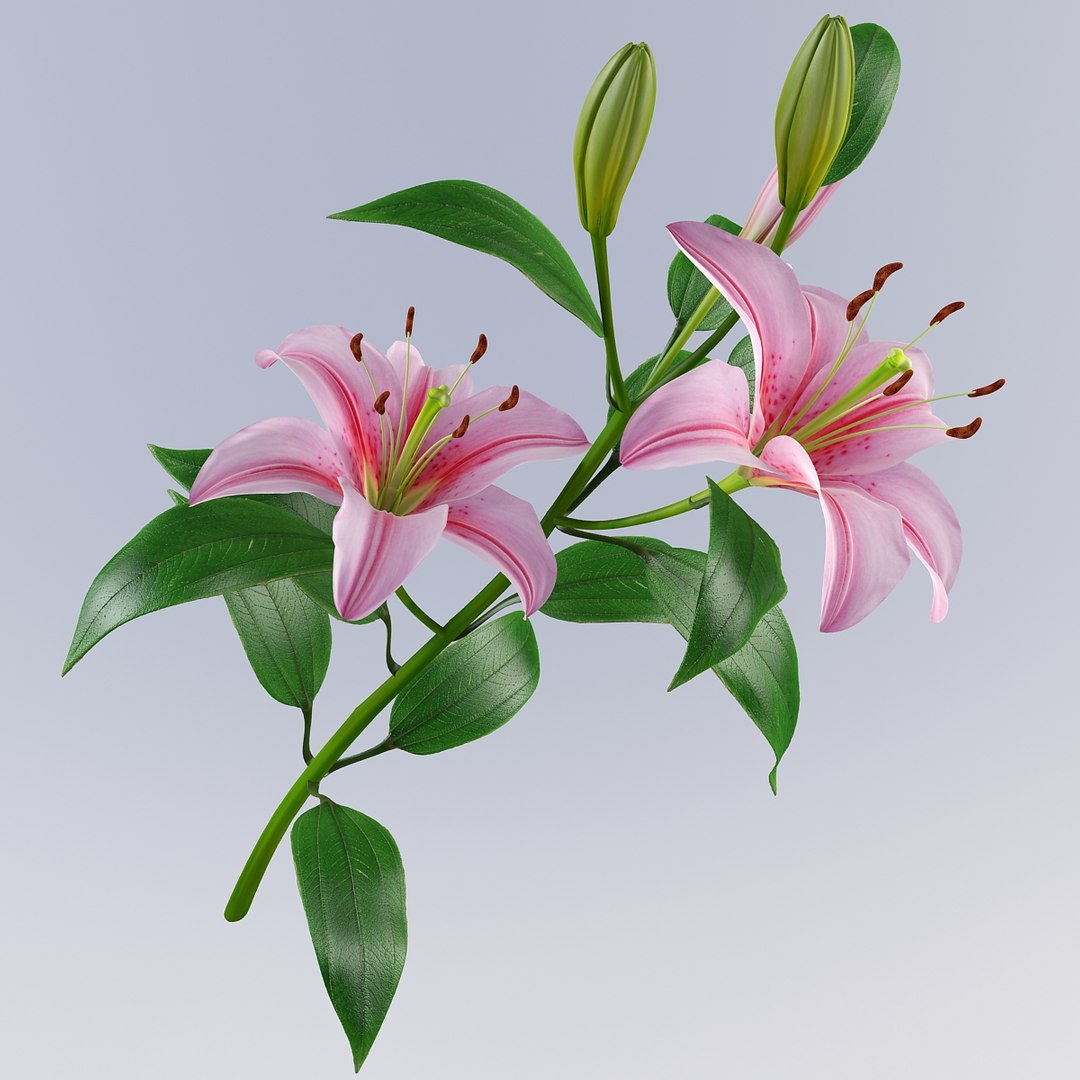 3d lily petal leaf model https://p.turbosquid.com/ts-thumb/4l/E3N72y/O4xfqggo/lily6_7/jpg/1331479167/1920x1080/fit_q87/d36e94874a4fe7617d16f72b260f7570b07d041b/lily6_7.jpg