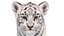 Animated White Tiger Cub 3D Model with Groomed Hair 3D