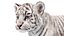 Animated White Tiger Cub 3D Model with Groomed Hair 3D