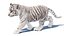 Animated White Tiger Cub 3D Model with Groomed Hair 3D