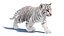 Animated White Tiger Cub 3D Model with Groomed Hair 3D