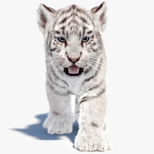 Animated White Tiger Cub 3D Model with Groomed Hair