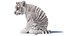 Animated White Tiger Cub 3D Model with Groomed Hair 3D