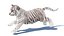 Animated White Tiger Cub 3D Model with Groomed Hair 3D