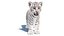 Animated White Tiger Cub 3D Model with Groomed Hair 3D