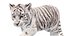 Animated White Tiger Cub 3D Model with Groomed Hair 3D