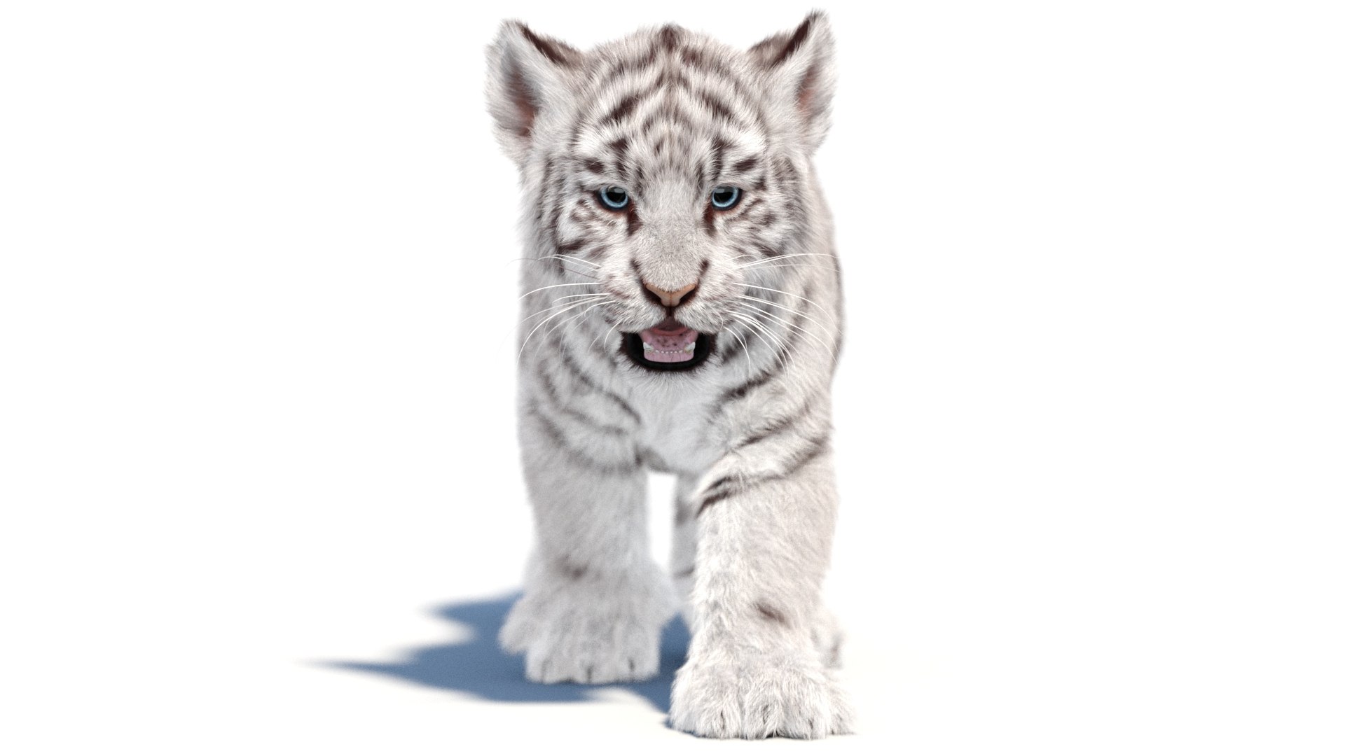 Animated White Tiger Cub 3D Model with Groomed Hair 3D https://p.turbosquid.com/ts-thumb/4l/F7rO8S/Sl/animatedwhitefurtigercub3dmodelarnold02/jpg/1736504796/1920x1080/fit_q87/6baa217f8befe652cfca11a2e88a06599468d0fe/animatedwhitefurtigercub3dmodelarnold02.jpg