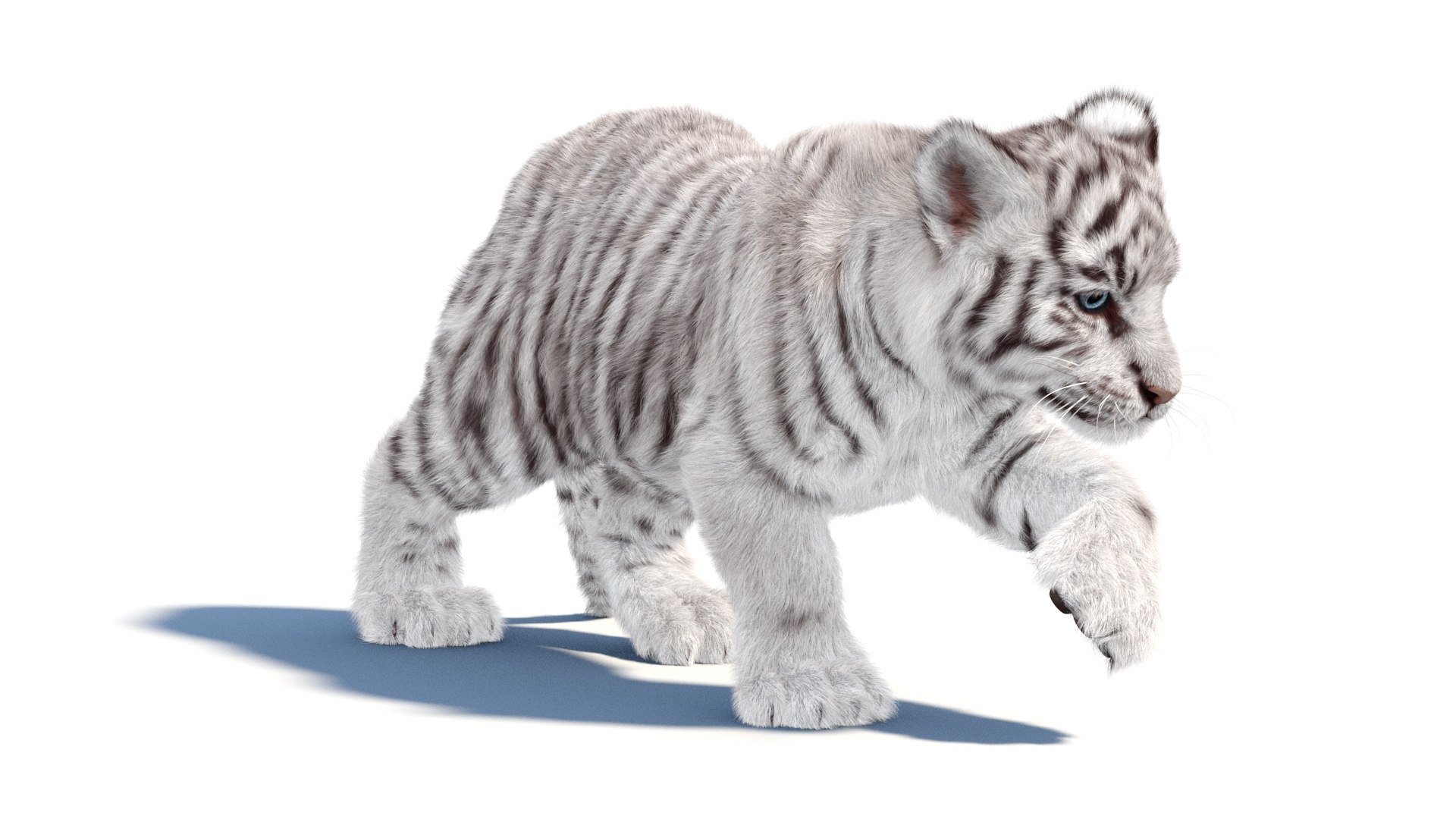 Animated White Tiger Cub 3D Model With Groomed Hair 3D - TurboSquid 2337866