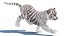 Animated White Tiger Cub 3D Model with Groomed Hair 3D