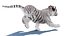 Animated White Tiger Cub 3D Model with Groomed Hair 3D