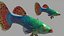 Guppy Fish Red Dragon Rigged for Maya