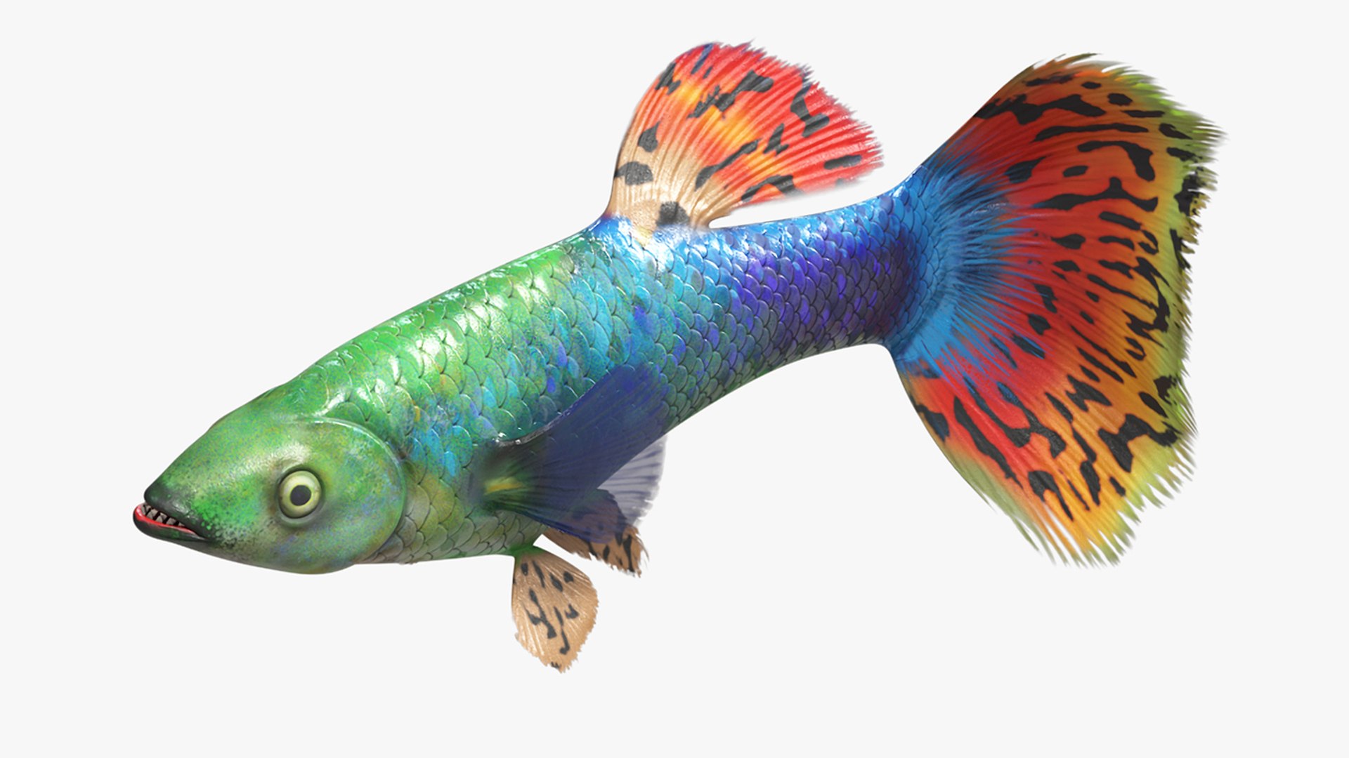 Guppy Fish Red Dragon Rigged for Maya 3D model preview