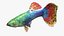 Guppy Fish Red Dragon Rigged for Maya