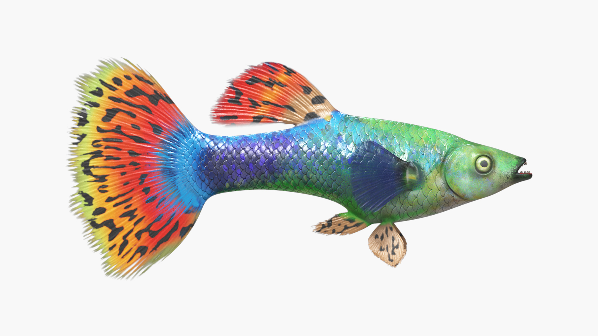 3D Guppy Fish Red Dragon Rigged for Maya https://p.turbosquid.com/ts-thumb/4l/JAYWLn/Y8/guppy_fish_red_dragon_rigged_for_maya_360/jpg/1725522613/1920x1080/turn_fit_q99/9e6758d1d70120d430342ea6aa12fc1f1564329c/guppy_fish_red_dragon_rigged_for_maya_360-1.jpg