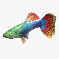 Guppy Fish Red Dragon Rigged for Maya