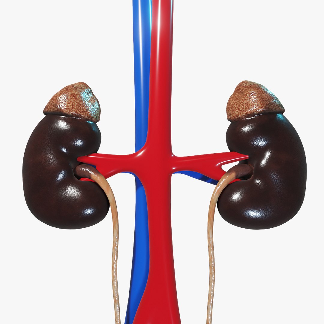 3D human female urinary https://p.turbosquid.com/ts-thumb/4l/KOladt/1IkhmVeZ/closeup2/jpg/1584921750/1920x1080/fit_q87/32c7433a9a483060ee8eacc4deb3f1e81b1772b2/closeup2.jpg