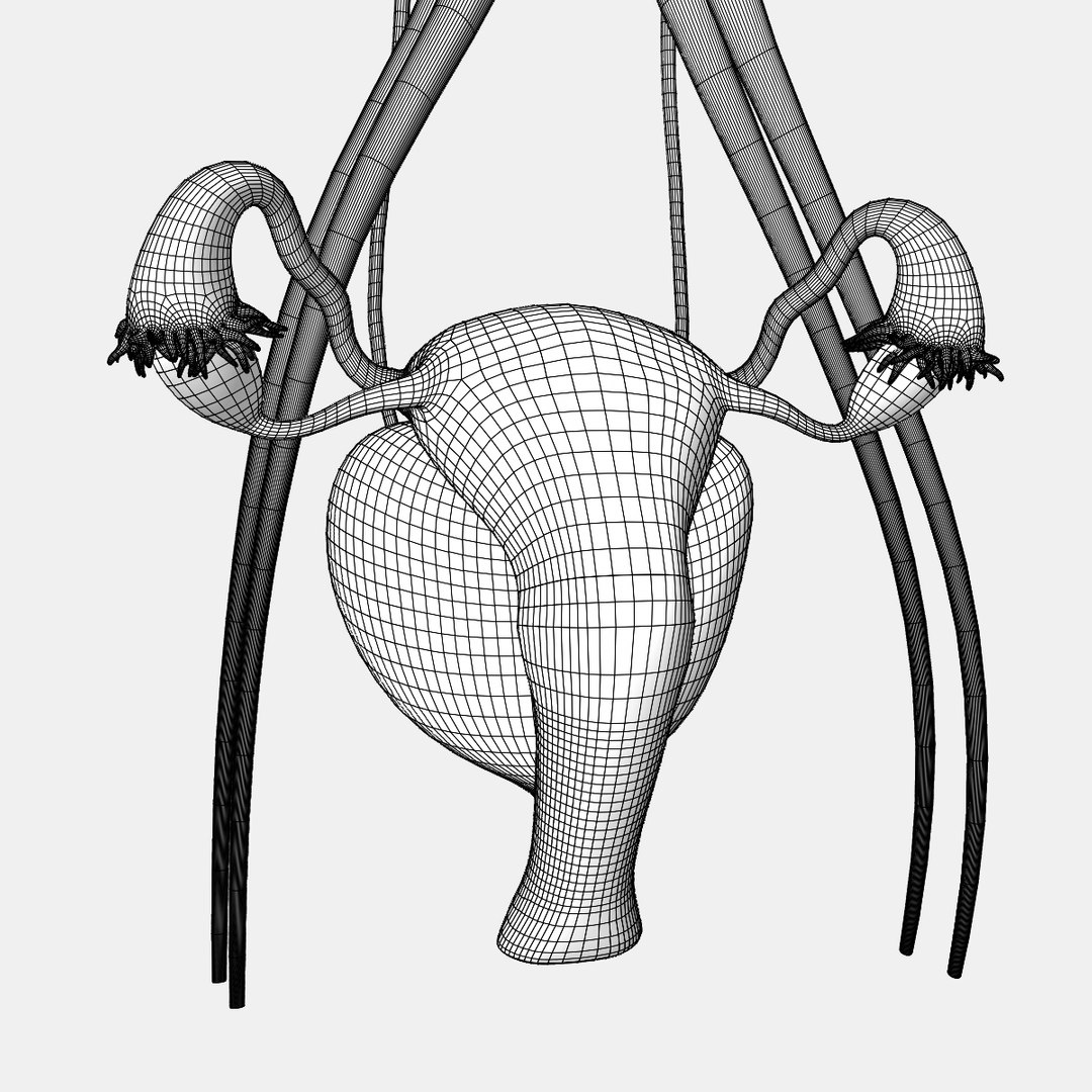 3D human female urinary https://p.turbosquid.com/ts-thumb/4l/KOladt/4AoZLQqa/wire3/jpg/1584921750/1920x1080/fit_q87/287e93b3db474c65eed9acd358555f7d45f4524e/wire3.jpg