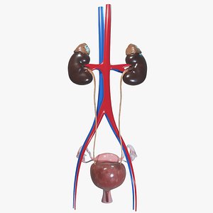 Female Urinary System