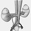 Female Urinary System