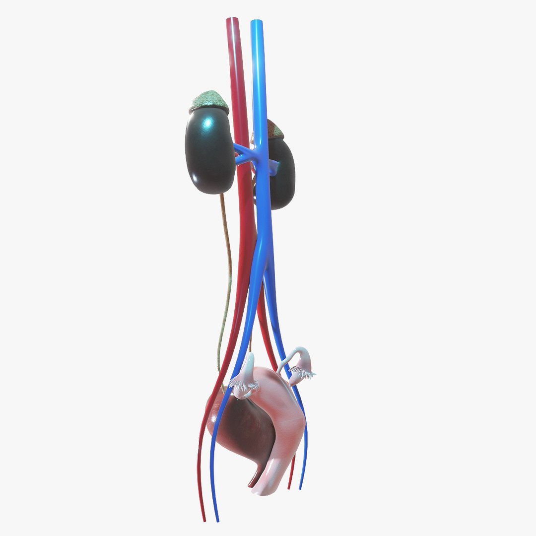 3D human female urinary https://p.turbosquid.com/ts-thumb/4l/KOladt/REnc5LPV/side1/jpg/1584921750/1920x1080/fit_q87/971aef61bc0741c6d3950f1ffbfa3d94fd8ff28d/side1.jpg