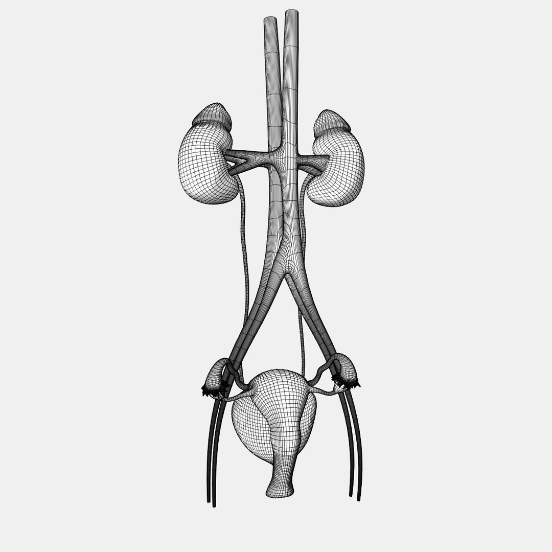 3D human female urinary https://p.turbosquid.com/ts-thumb/4l/KOladt/e0WOBeLz/wire2/jpg/1584921750/1920x1080/fit_q87/15ff14cd1d22251858a6b6f99aad9f9e8f6cc12c/wire2.jpg