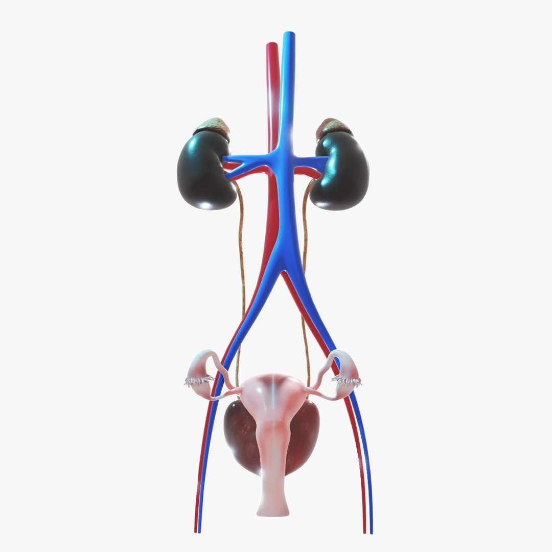 3D human female urinary https://p.turbosquid.com/ts-thumb/4l/KOladt/mgx5dREM/back/jpg/1584921750/1920x1080/fit_q87/2629046d1a8eb024f239a88ece83baabc6cfe461/back.jpg