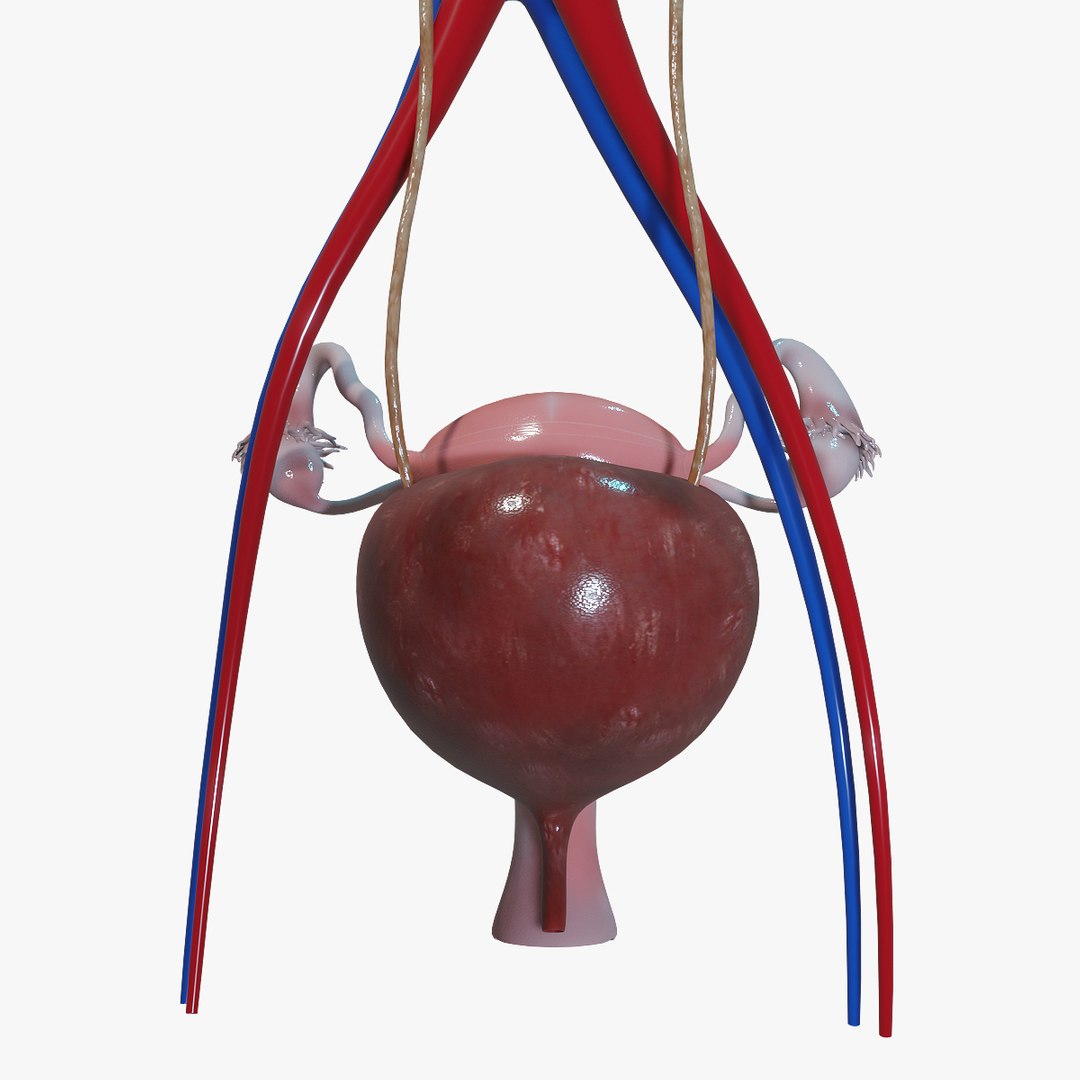 3D human female urinary https://p.turbosquid.com/ts-thumb/4l/KOladt/ozgEoDLz/closeup1/jpg/1584921750/1920x1080/fit_q87/db8feabd8574d776e367d45ebb3a4c20b4314b7f/closeup1.jpg