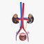 Female Urinary System