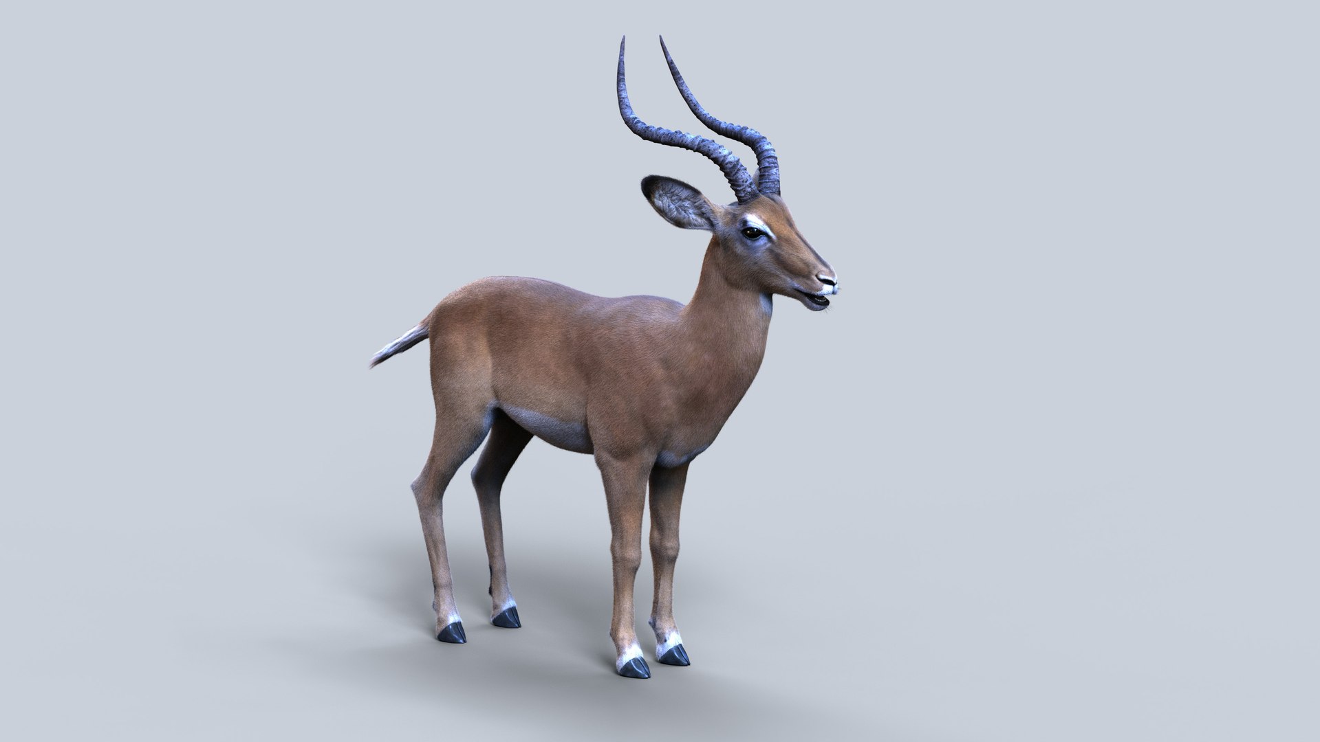 3D Impala RIG Xgen-Core https://p.turbosquid.com/ts-thumb/4l/OtYqwz/Kn/07/jpg/1737255633/1920x1080/fit_q87/1539a193b9f145f3518d4ea406e0cf7bf4deef06/07.jpg