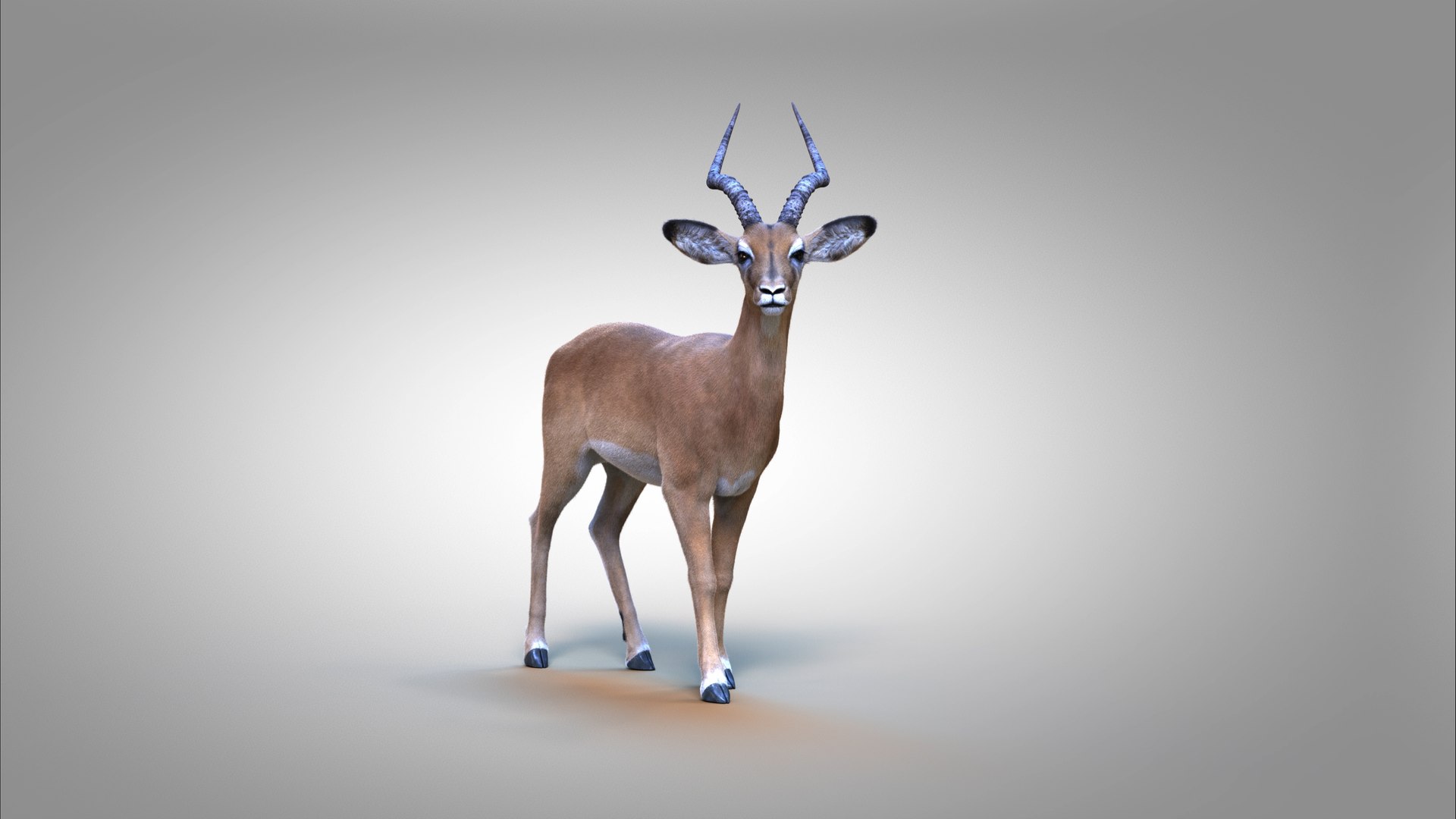 3D Impala RIG Xgen-Core https://p.turbosquid.com/ts-thumb/4l/OtYqwz/Qa/06/jpg/1737255632/1920x1080/fit_q87/139464afb30717282840ca556eb8ceaaf012e4d5/06.jpg