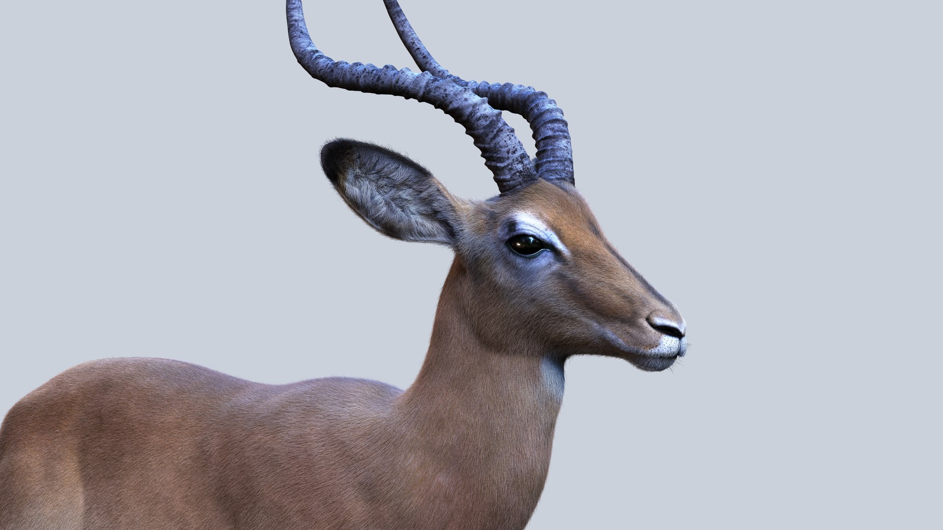 3D Impala RIG Xgen-Core https://p.turbosquid.com/ts-thumb/4l/OtYqwz/RL/09/jpg/1737255635/1920x1080/fit_q87/4f397af0dc82dc9d29369ec26728fbc17e84af82/09.jpg