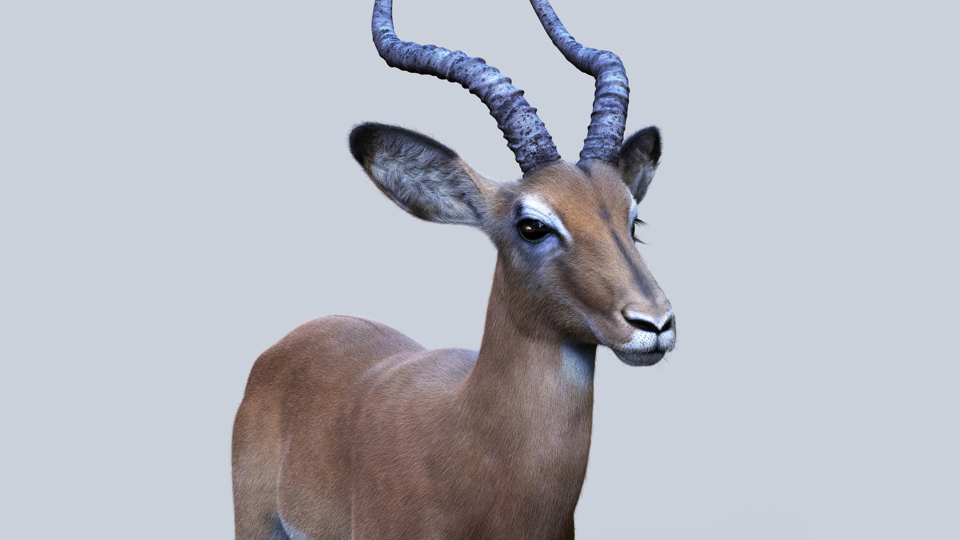3D Impala RIG Xgen-Core https://p.turbosquid.com/ts-thumb/4l/OtYqwz/cS/10/jpg/1737255636/1920x1080/fit_q87/3dbb5b71ea7145ece17cf49829e590db57aee82f/10.jpg