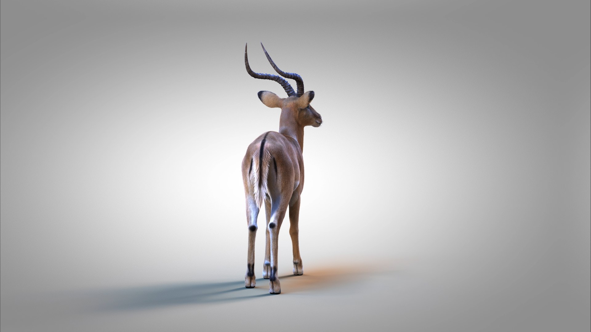 3D Impala RIG Xgen-Core https://p.turbosquid.com/ts-thumb/4l/OtYqwz/m2/03/jpg/1737255630/1920x1080/fit_q87/3893dffa66cef7e7bfffac10201e7aea15454b20/03.jpg