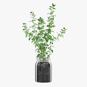 Oregano