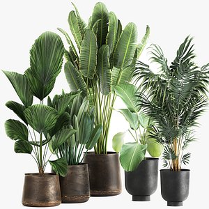 Monstera Model - TurboSquid 1163042