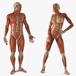 3D male female muscular anatomy