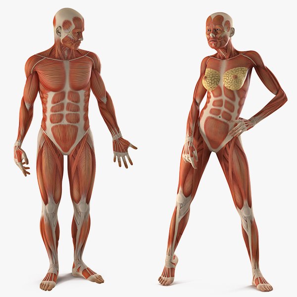 modelo 3d Colección de anatomía del sistema muscular masculino y femenino  para Cinema 4D - TurboSquid 1583180