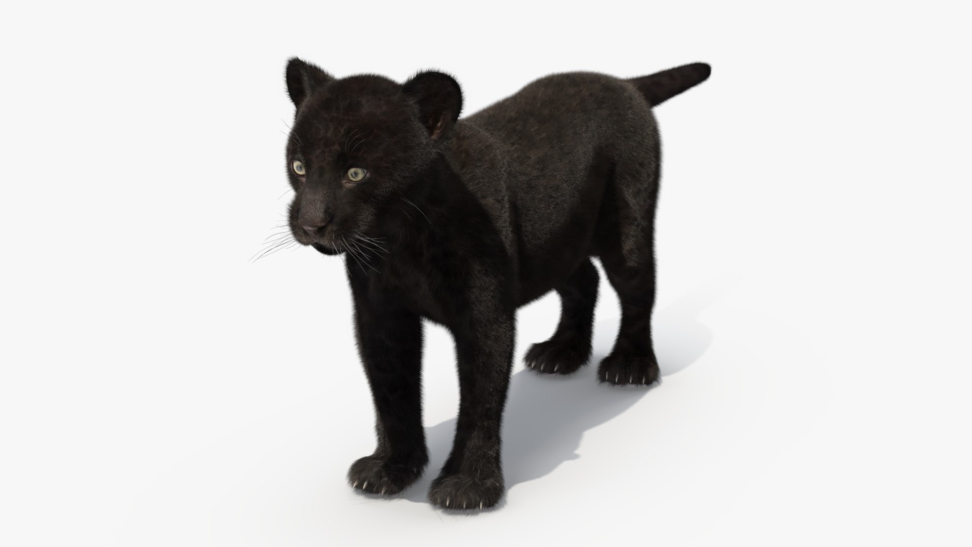 Panther Cub Fur 3D model https://p.turbosquid.com/ts-thumb/4l/ohvuSN/VS/panther_cub_fur_002/jpg/1735973888/1920x1080/fit_q87/b500faf634278a9a5ef2924af7983cd58ef52433/panther_cub_fur_002.jpg
