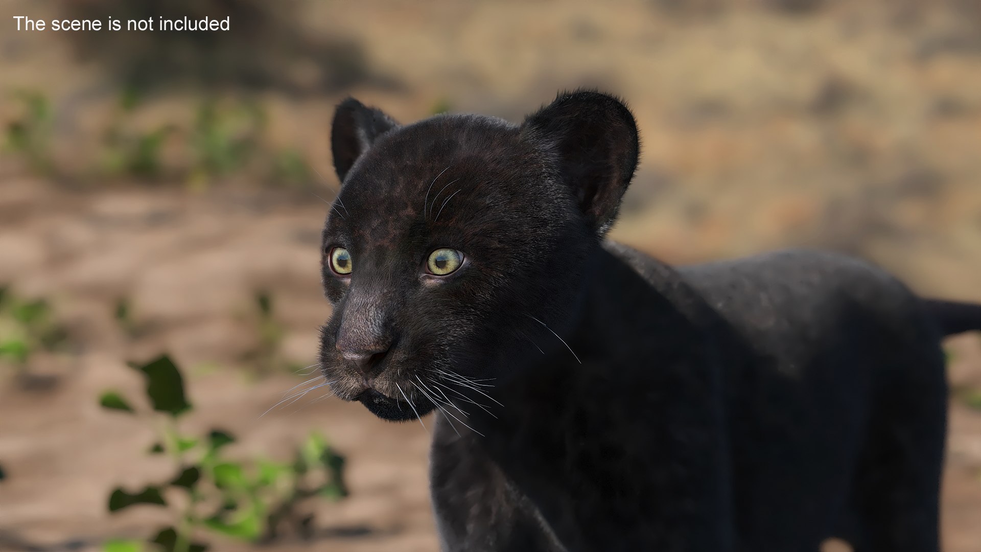 Panther Cub Fur 3D model https://p.turbosquid.com/ts-thumb/4l/ohvuSN/o0/panther_cub_fur_004/jpg/1735974175/1920x1080/fit_q87/1d982fcc41874c08f327deb23348605774e449d8/panther_cub_fur_004.jpg