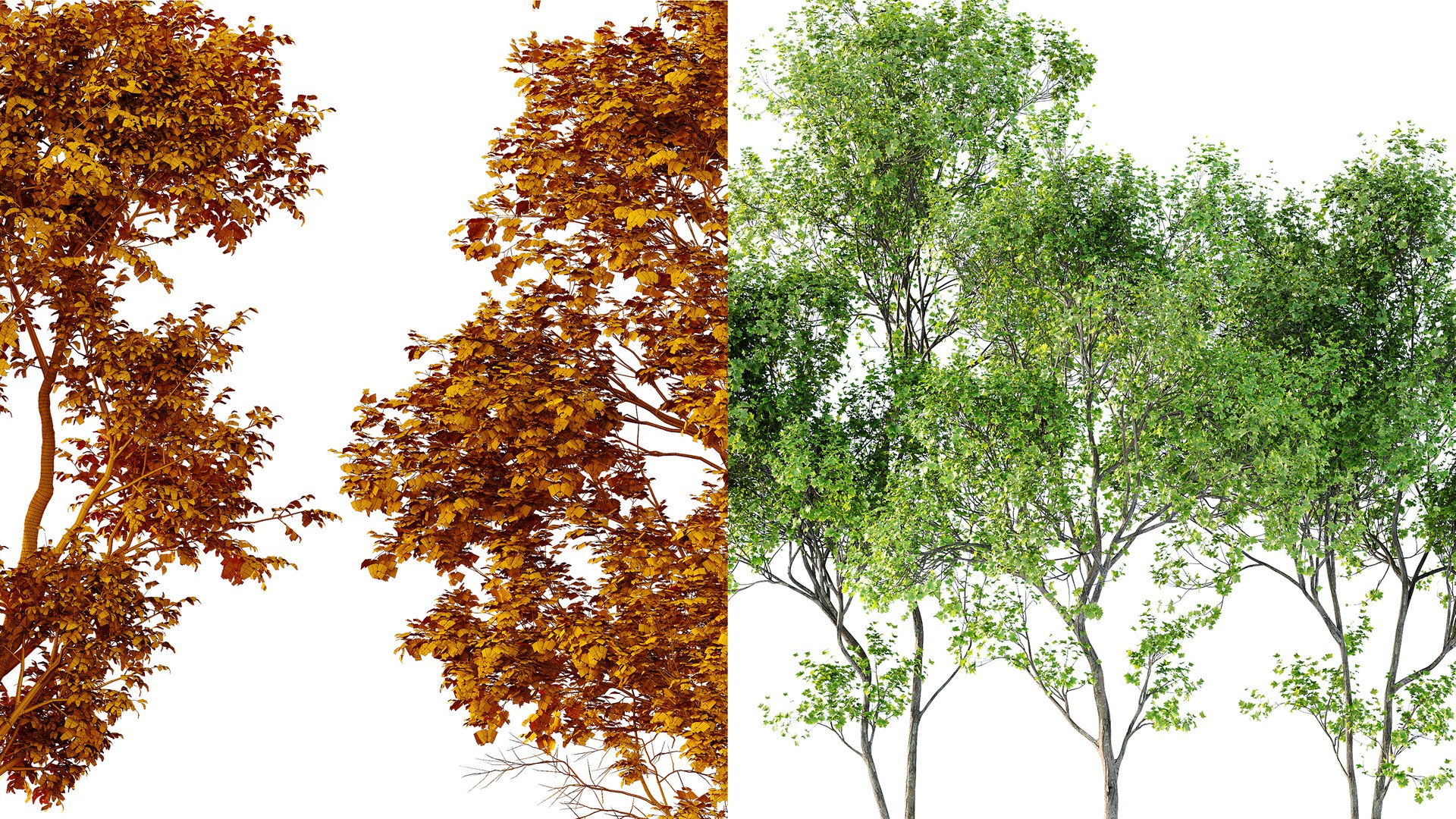 3D AV Celtis Australis and Acer Saccharinum https://p.turbosquid.com/ts-thumb/4l/sNFz7h/EZ/07/png/1762931696/1920x1080/fit_q87/98f57e908a8ef29674b9f8338f11ae12d4e662d7/07.jpg