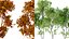 AV Celtis Australis 및 Acer Saccharinum