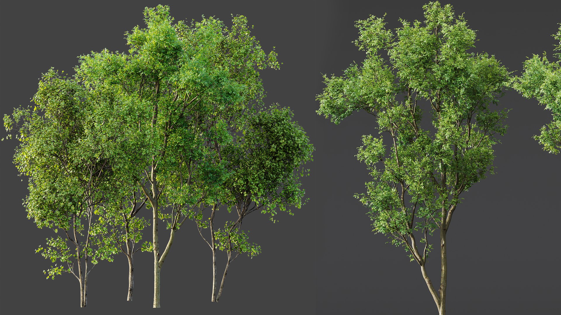 3D AV Celtis Australis and Acer Saccharinum https://p.turbosquid.com/ts-thumb/4l/sNFz7h/M3/06/png/1762931696/1920x1080/fit_q87/aa0231c827392ca3bc2110b5237115d9c533827d/06.jpg