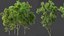 AV Celtis Australis 및 Acer Saccharinum