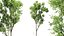 AV Celtis Australis 및 Acer Saccharinum
