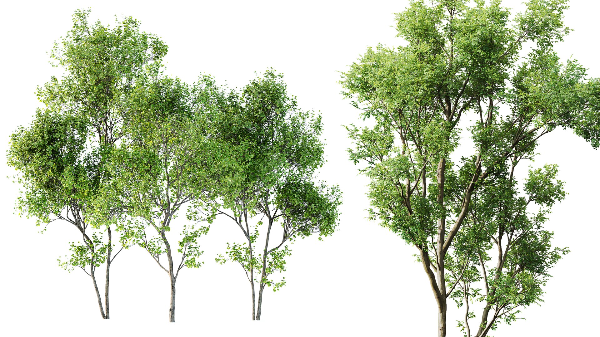 3D AV Celtis Australis and Acer Saccharinum https://p.turbosquid.com/ts-thumb/4l/sNFz7h/XX/03/png/1762931693/1920x1080/fit_q87/b4530c9082c4d4191ddec715407074d39ce8f6a3/03.jpg
