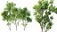 AV Celtis Australis 및 Acer Saccharinum